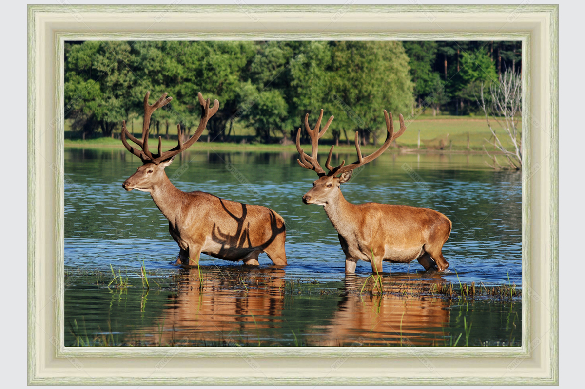Framed photo picture red deer
