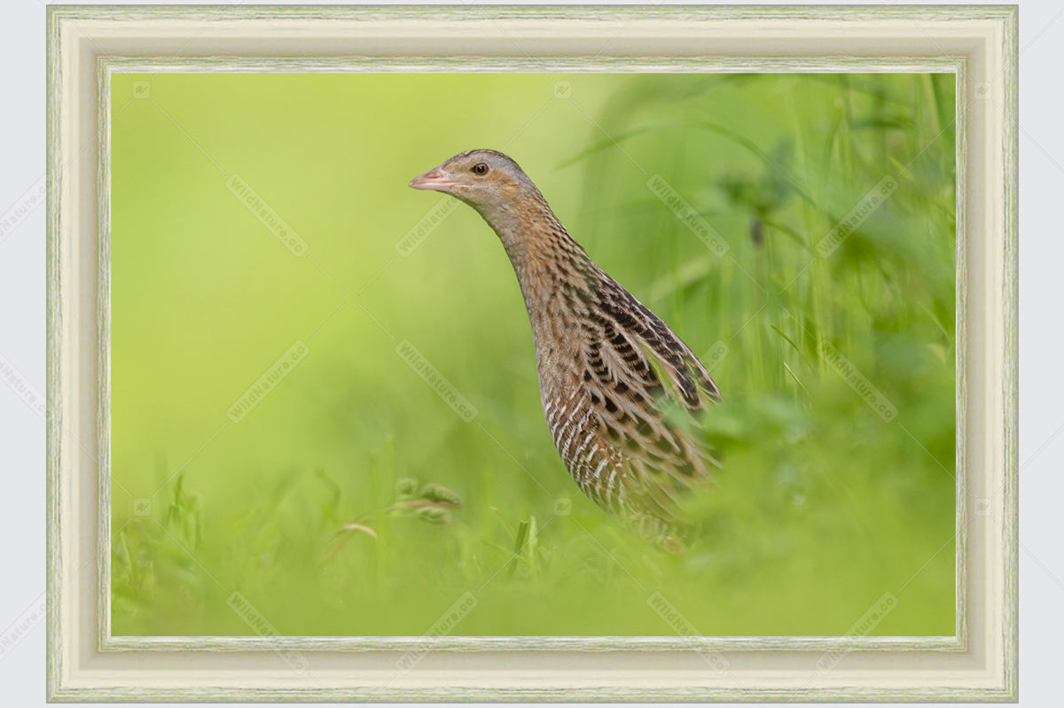 Framed photo with corn crake