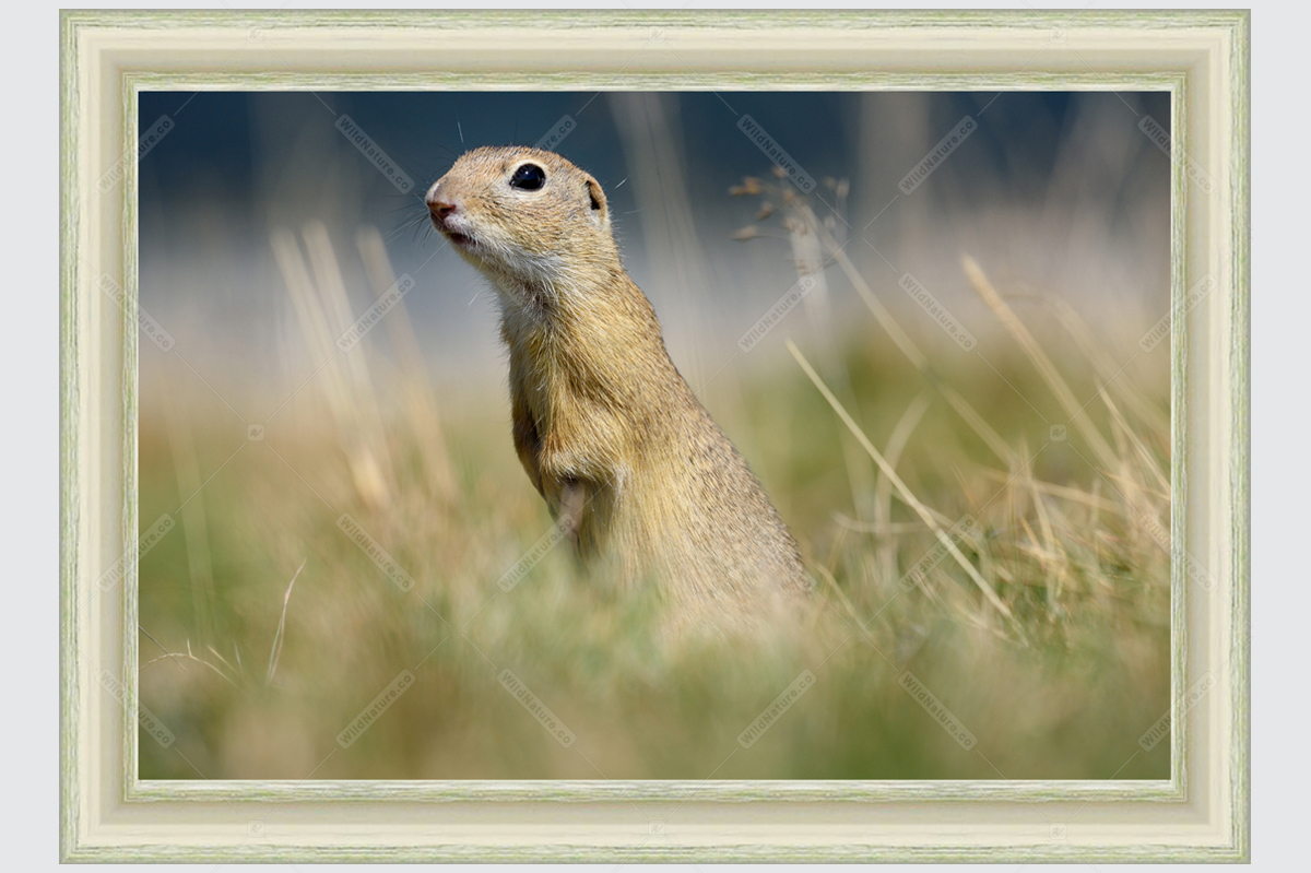 Framed photo with european ground squirrel