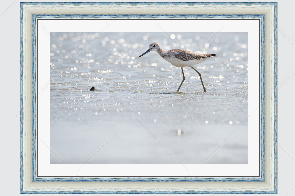 Framed photo with common greenshank