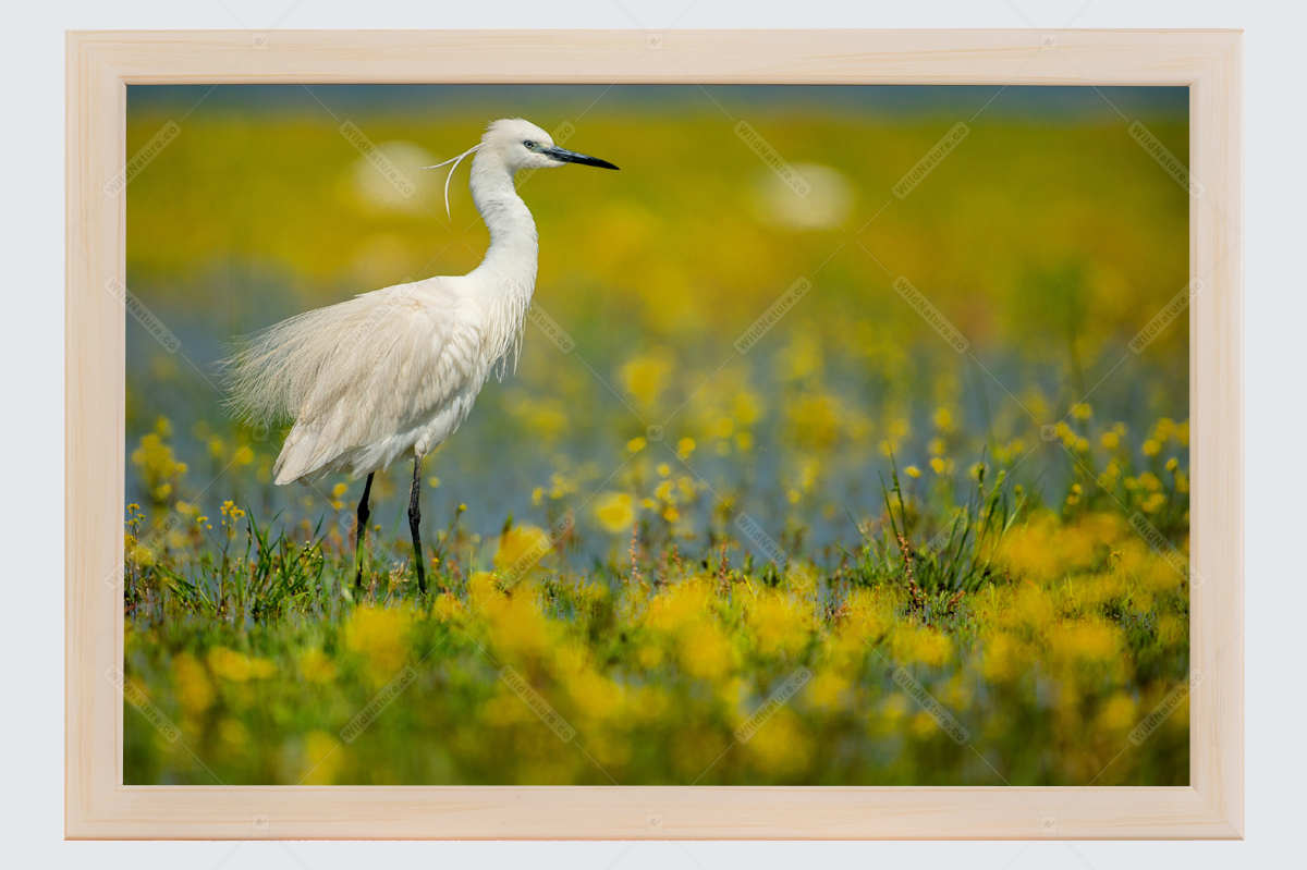 Framed photo picture with Little egret