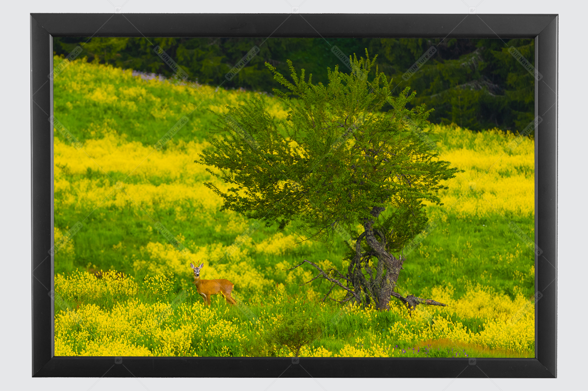 Framed photo picture with Roe deer