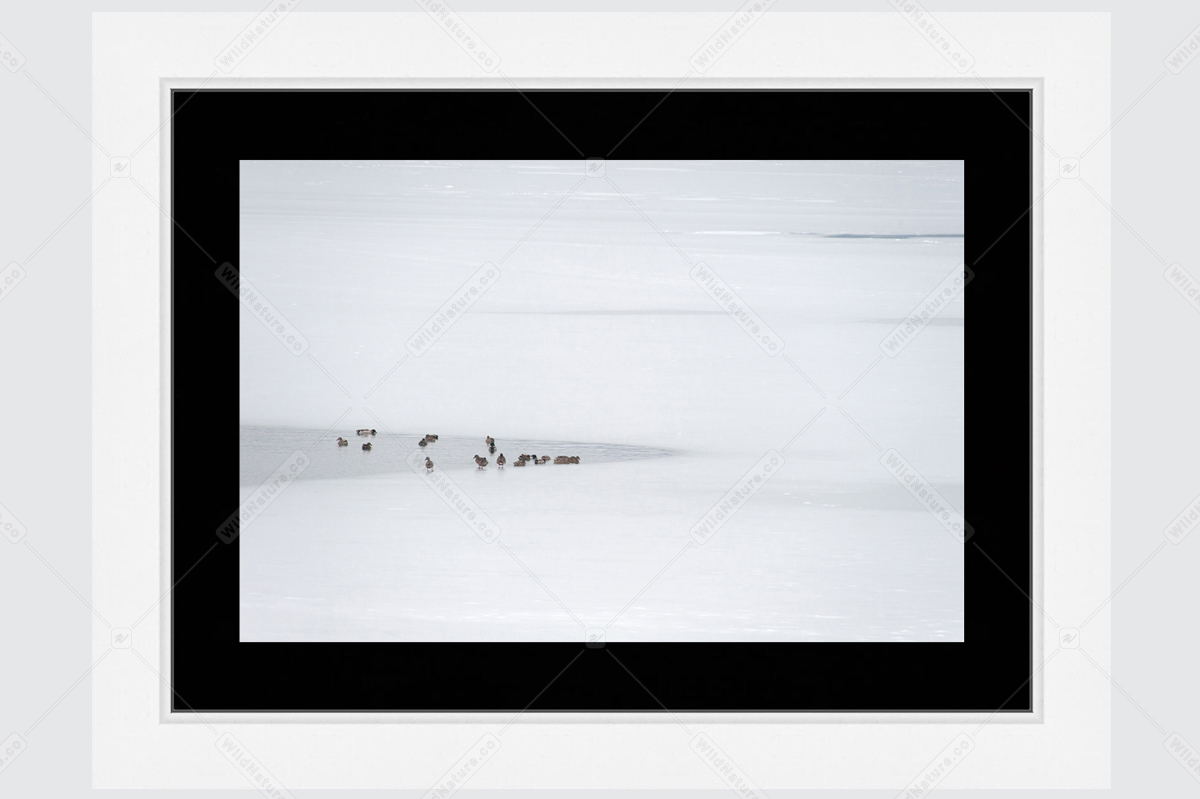 Framed photo with a bird