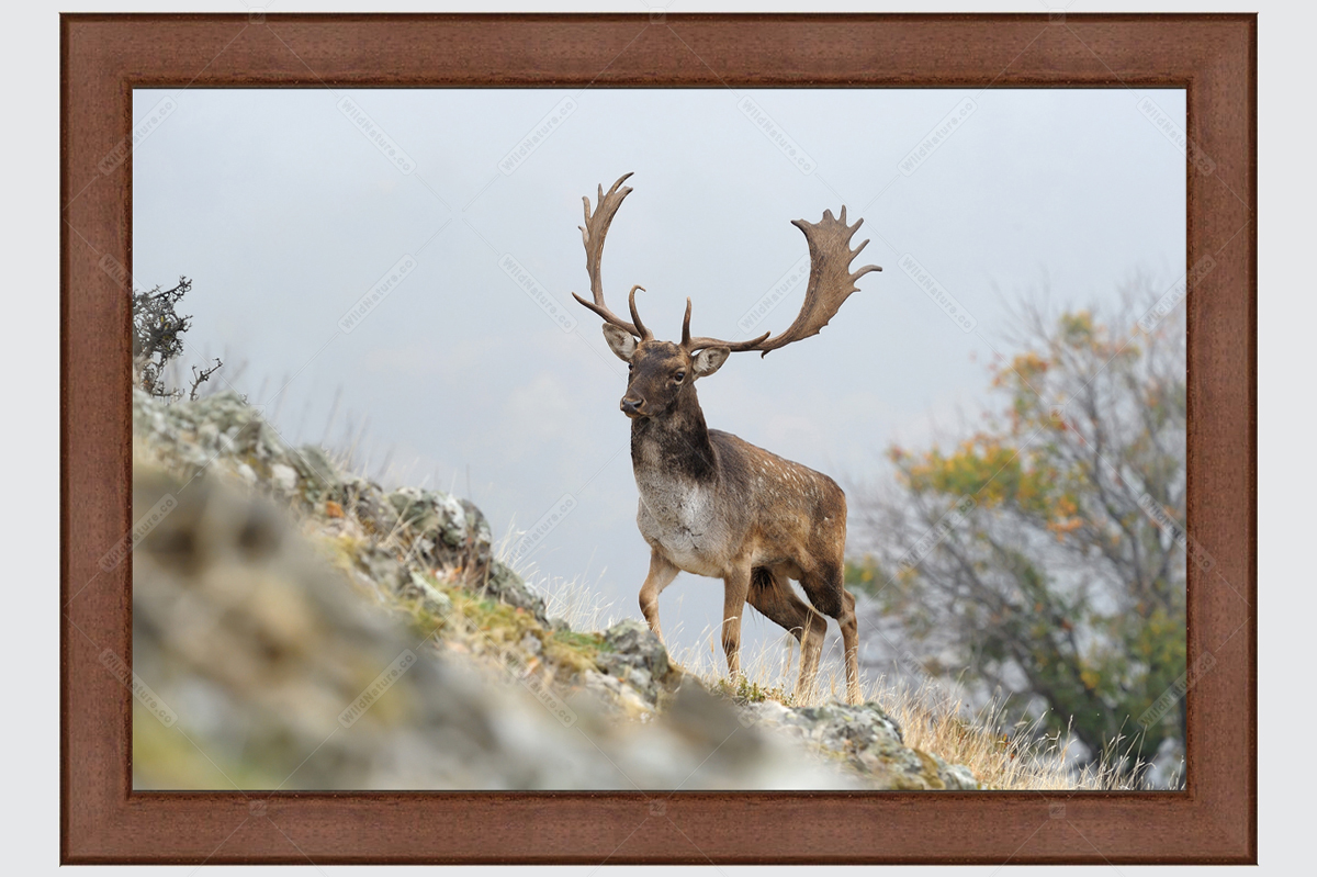 Framed photo picture with fallow deer 