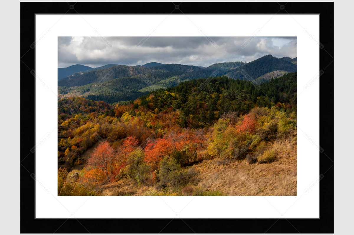 Framed photo with a landscape from the Rhodope Mountains