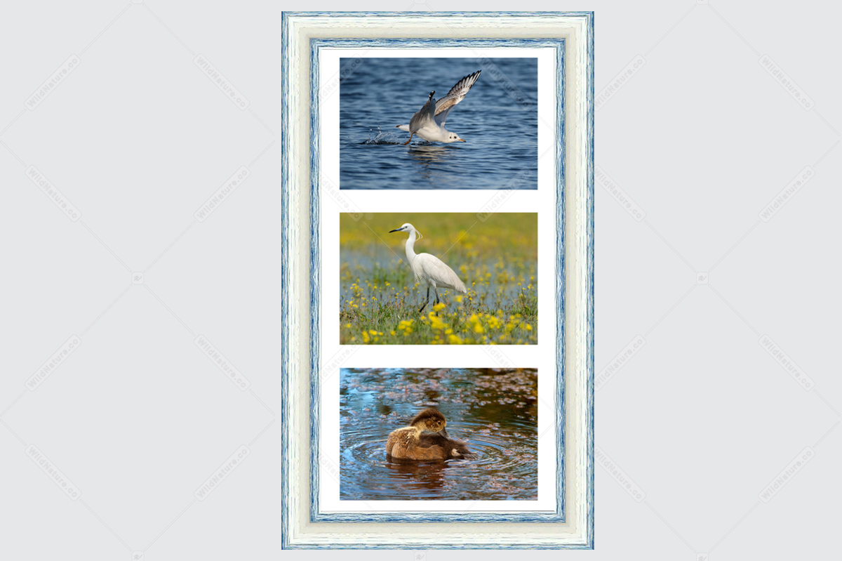 Framed photo picture with triptych with birds