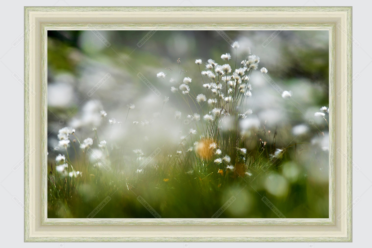 Framed photo picture with alpine flowers Eriophorum