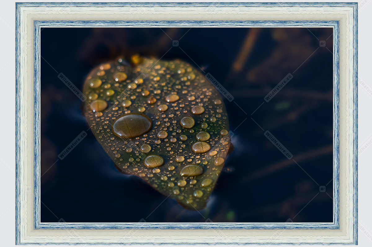 Framed photo with macro
