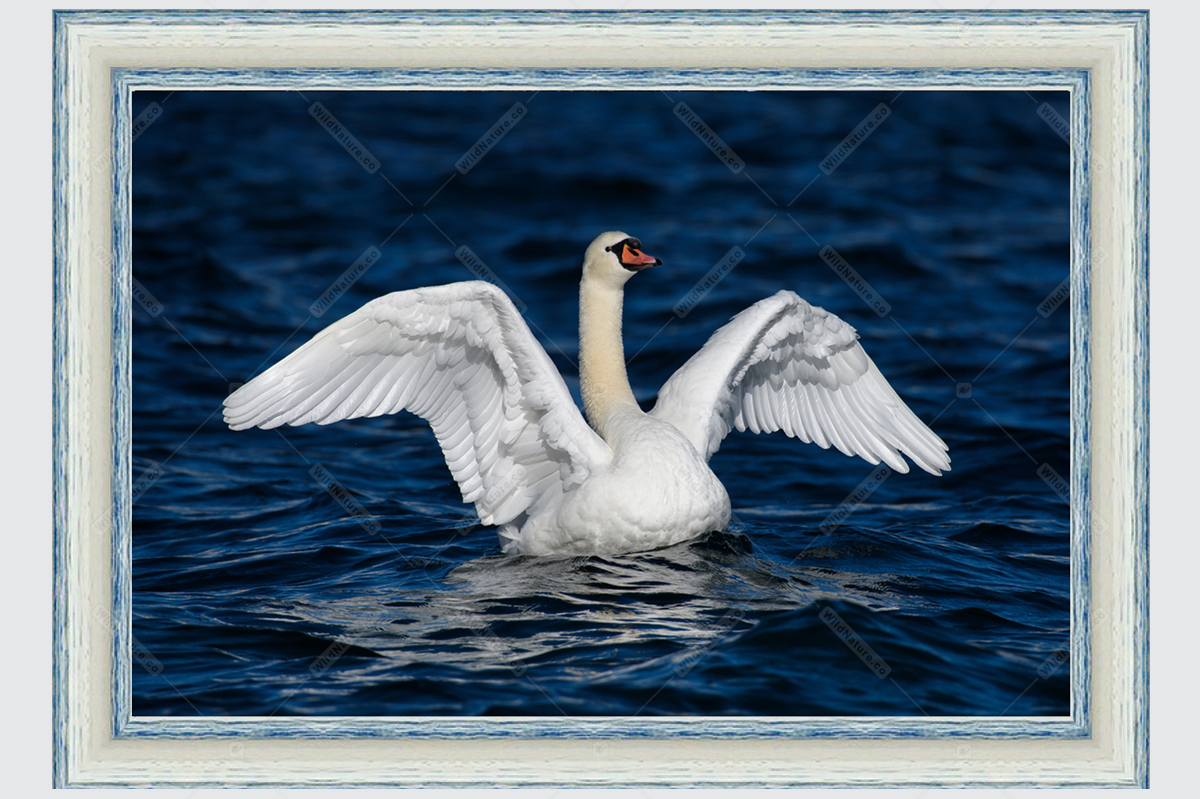 Framed photo with a swan