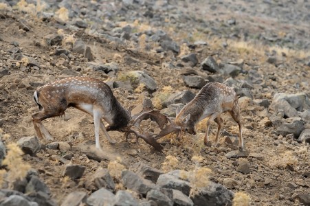 Fallow deer