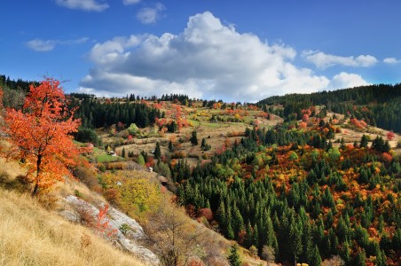 Autumn