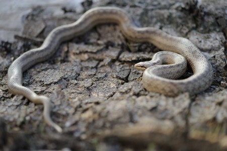Smooth snake