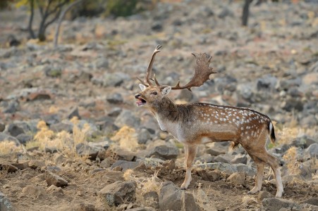 Fallow deer