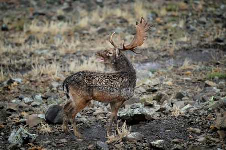 Fallow deer