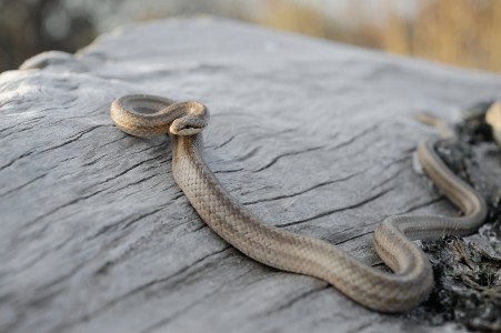 Smooth snake