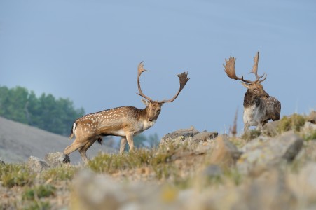 Fallow deer