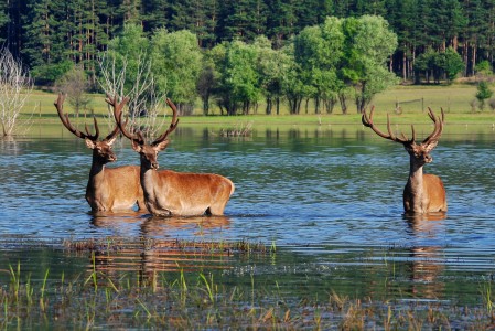 Red deer