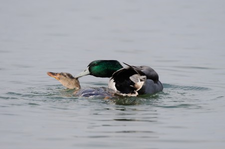 Mallard