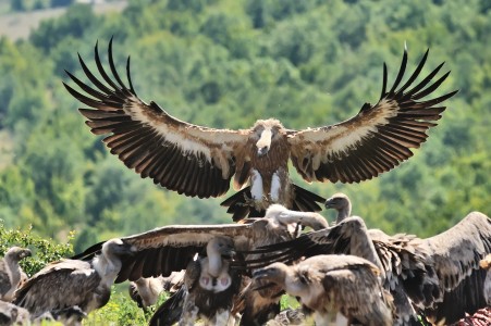Griffon Vulture