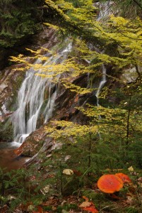 Есенно