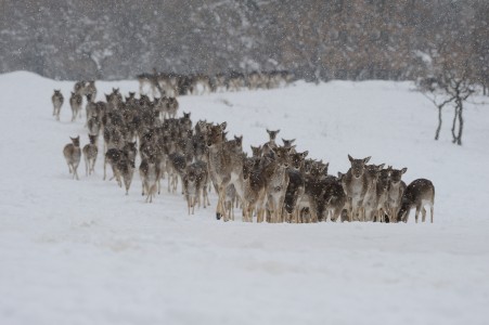 Fallow deer