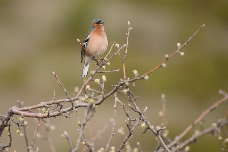 Common chaffinch