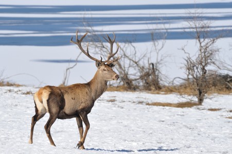 Red deer