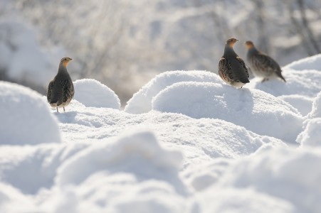 Grey partridge 
