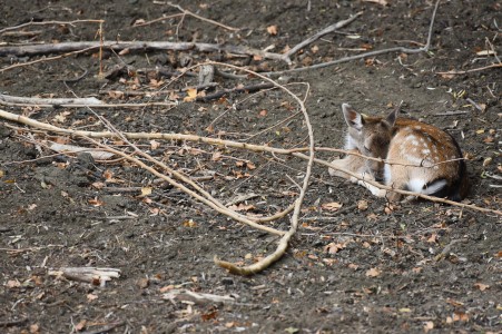 Fallow deer