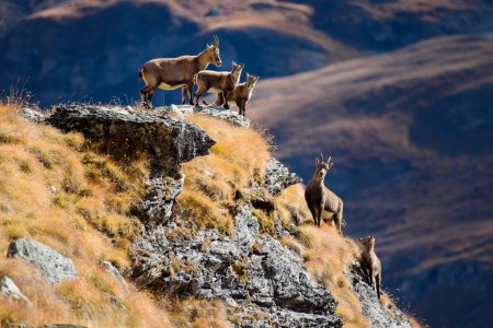 Alpine ibex