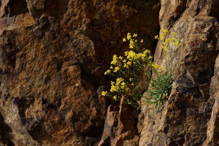 Basket of Gold 