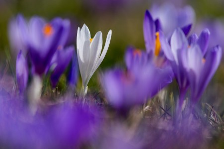 Crocus veluchensis