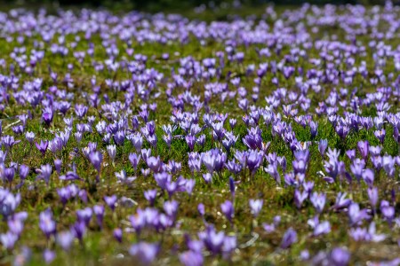 Crocus veluchensis