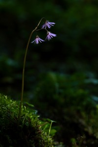 Soldanella rhodopaea