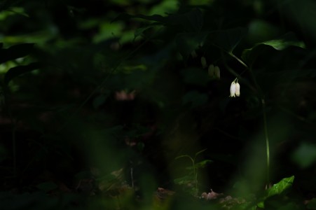 Solomon's seal