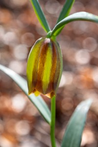 Pontic fritillary