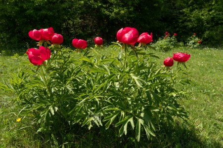 Paeonia peregrina
