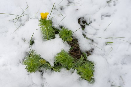 Adonis vernalis