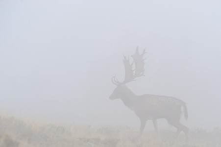 Fallow deer