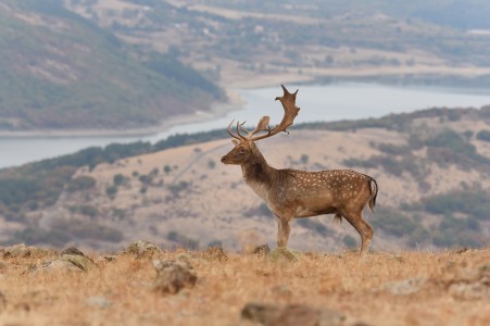 Fallow deer