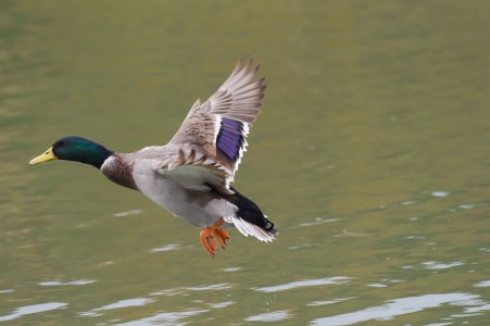 Mallard