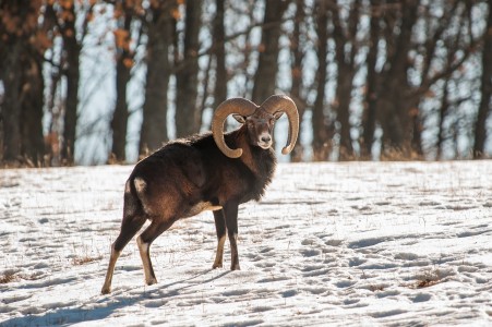 Mouflon