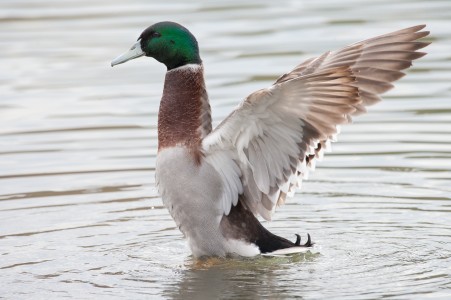 Mallard