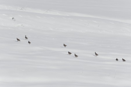 Grey partridge