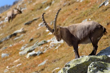 Alpine ibex
