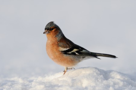 Common chaffinch
