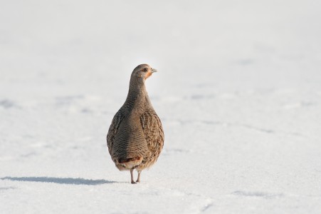 Grey partridge