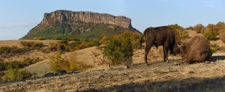 European bison