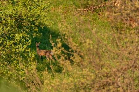 Roe deer