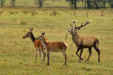 Red deer